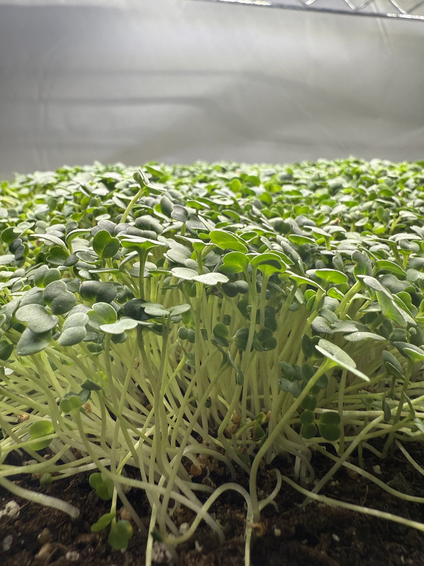 Arugula Slow Bolt