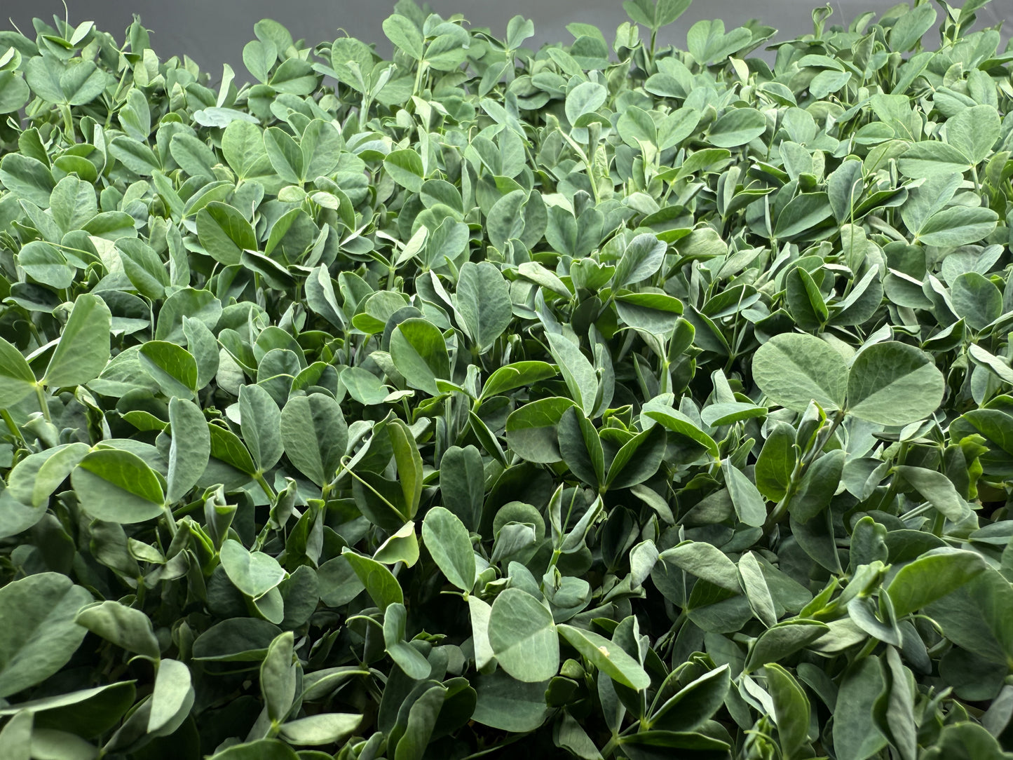 Pea Speckled