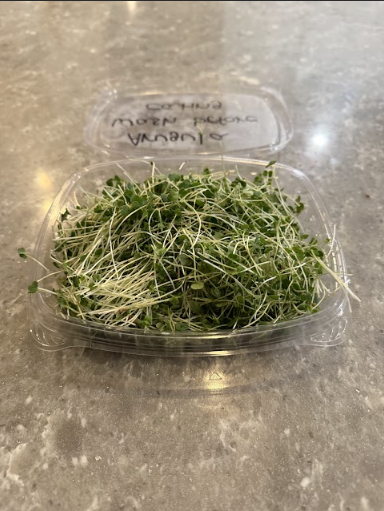 Arugula Slow Bolt