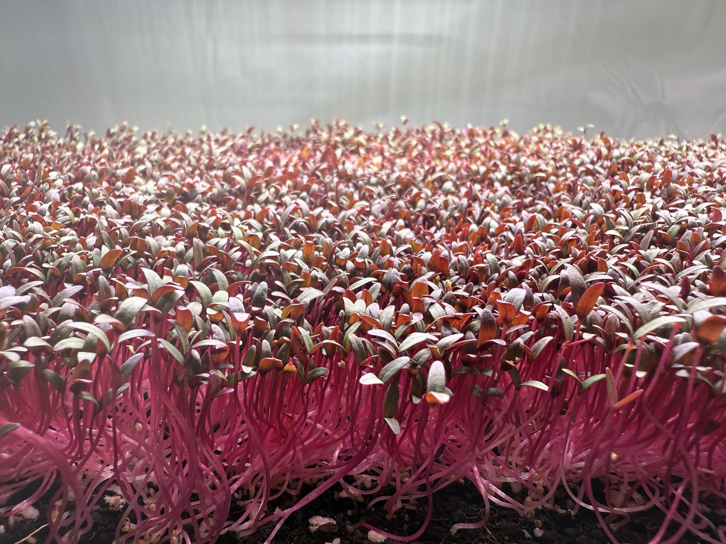 Amaranth Red Garnet