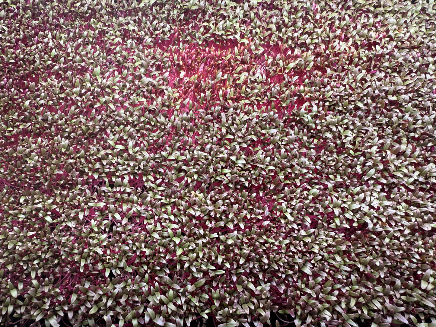 Amaranth Red Garnet