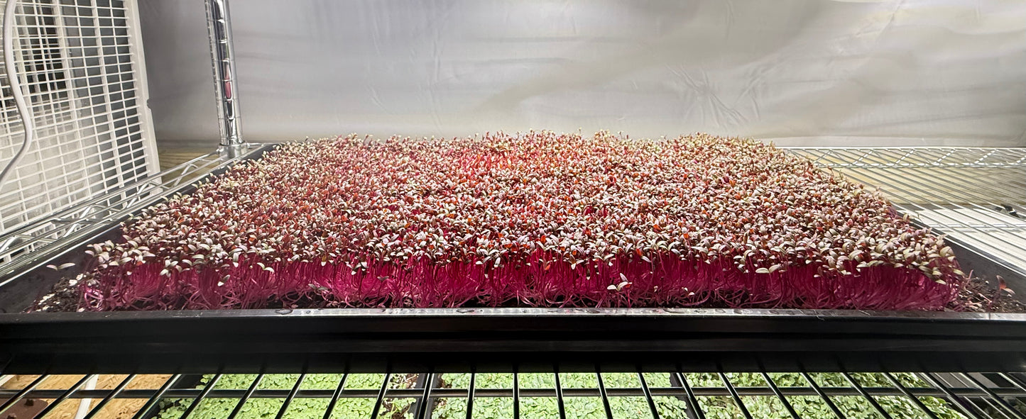 Amaranth Red Garnet
