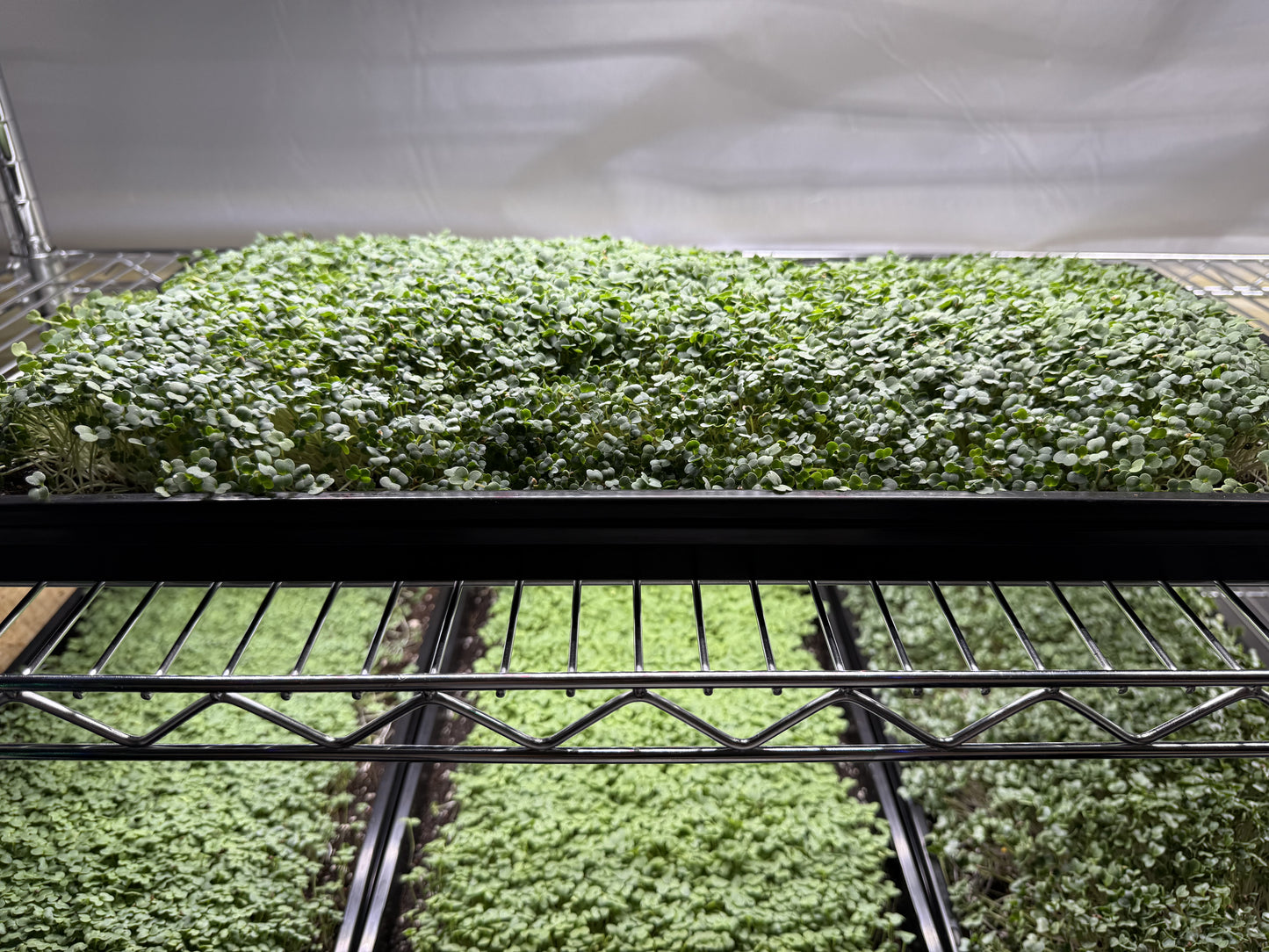 Arugula Slow Bolt