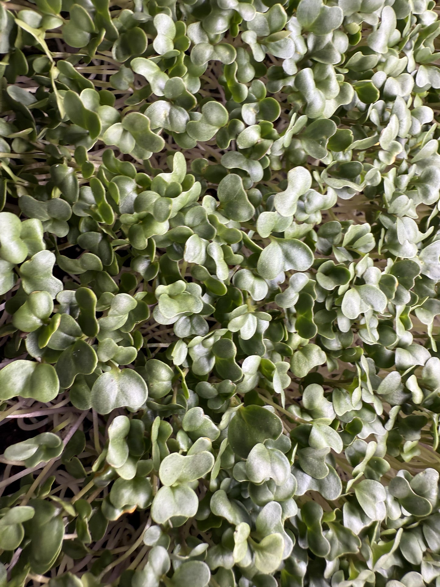 Broccoli Waltham 29