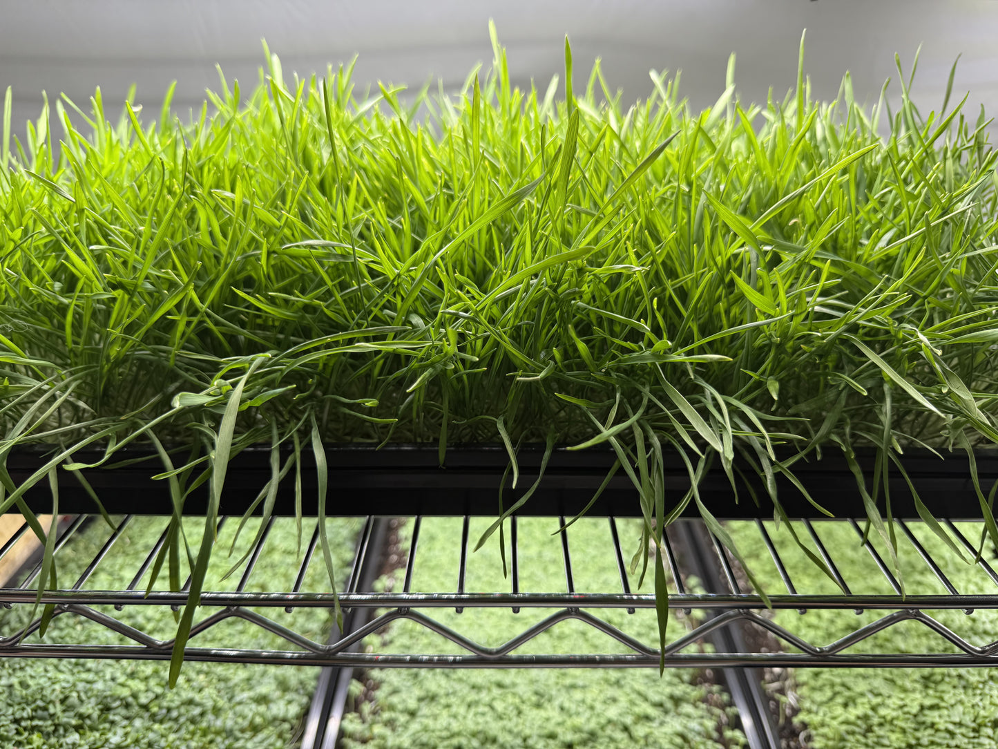 Wheatgrass