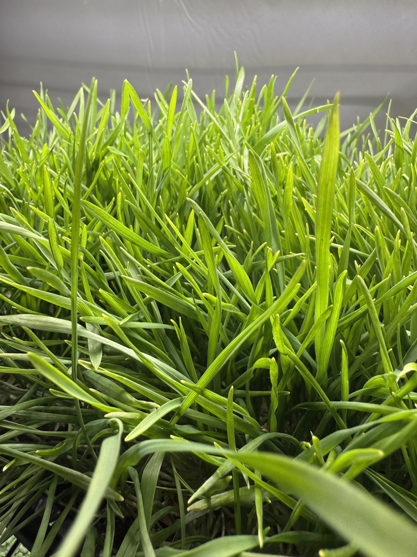 Wheatgrass