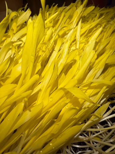 Yellow Popcorn
