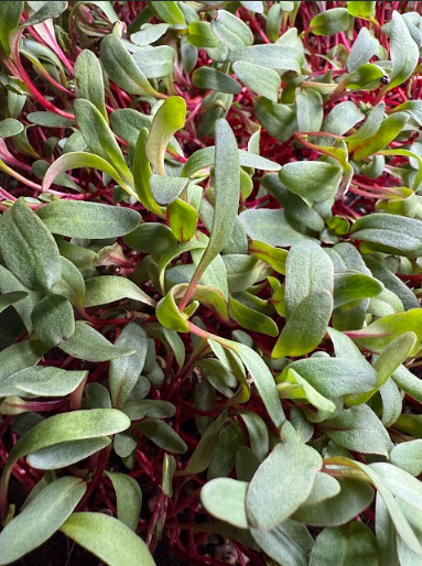 Beet Detroit Dark Red