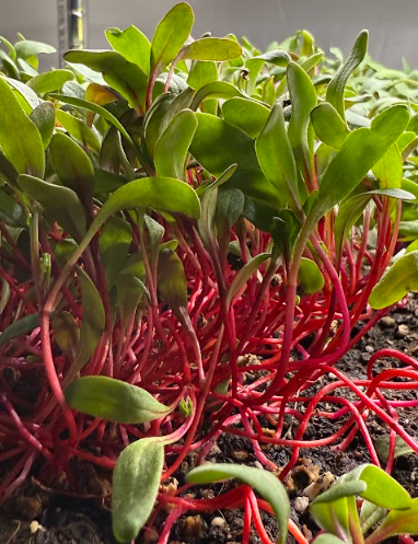 Beet Detroit Dark Red