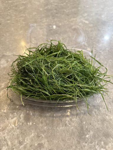 Wheatgrass
